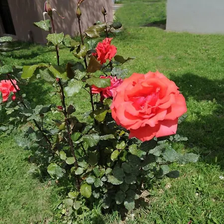 & Castle View Kemping